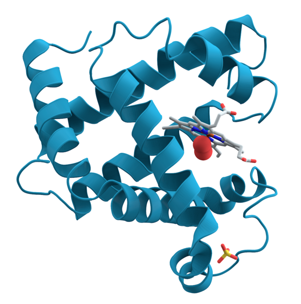 Structure repliee d'une proteine